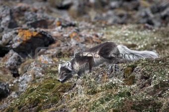 Arctic fox hunting for a bird - Arctic, Svalbard