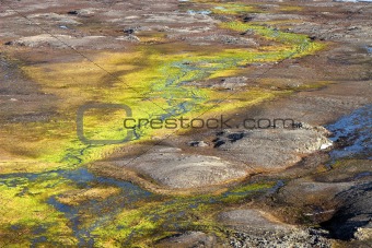 Arctic summer landscape - green tundra