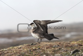 Skua - Arctic bird