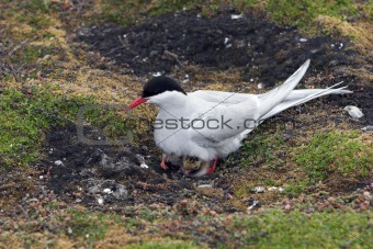 Wild Arctic tern on the nest