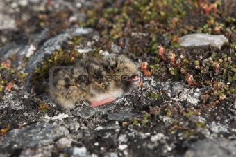 Arctic tern chick in the nest - Spitsbergen