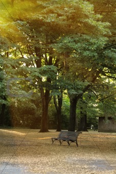 A bench in a autumn park