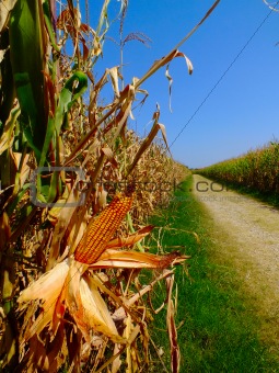 campo di pannocchie, corn, granoturco
