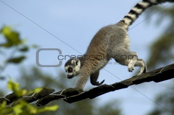 Climbing Lemur Catta