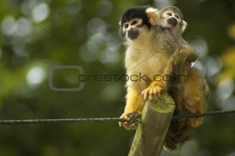 Mom And Baby Squirrel Monkeys