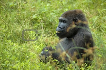 Gorilla Eating Some Grass