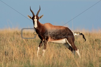 Bontebok antelope 