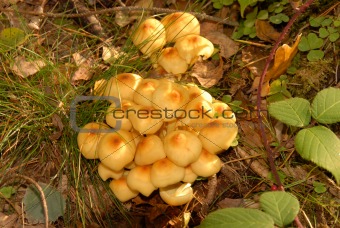 mushrooms in forest