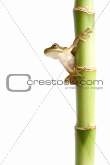 frog on bamboo isolated white