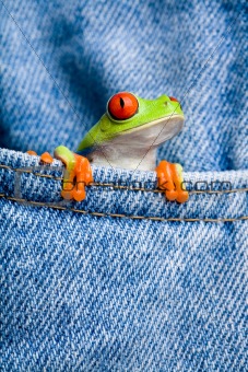 frog in pocket