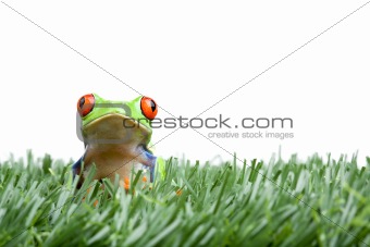 red-eyed tree frog in grass isolated
