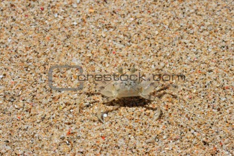 Camouflaged crab on the sand