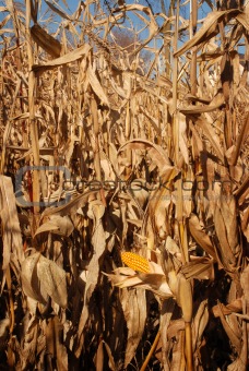 Autumn Corn Field