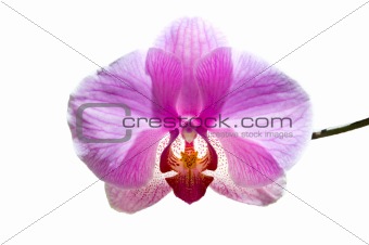 flowers purple orchids 