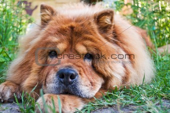 portrait of a dog breed chow-chow