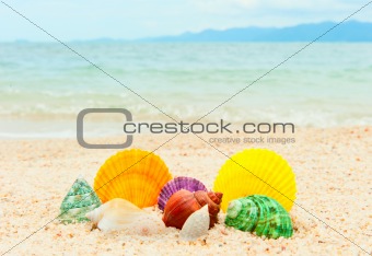 Set of seashells on the sea beach