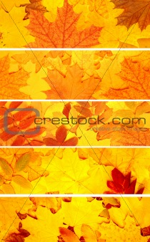 Set of banners with autumn leaves