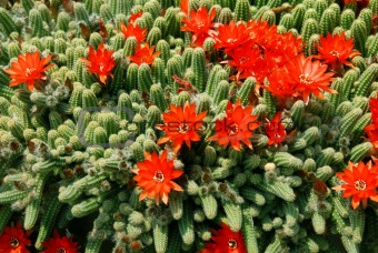 Cactus red flowers