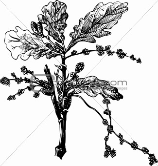 Branch of Quercus robur
