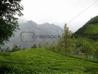 India's highest tea plantation