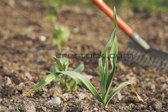 Young healthy garlic (Allium sativum) plant.
