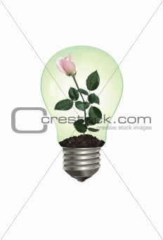 Rose in lamp