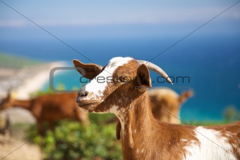 head of young goat