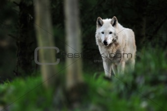 Wolf under moonlight