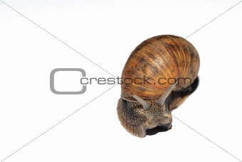 snail crawling