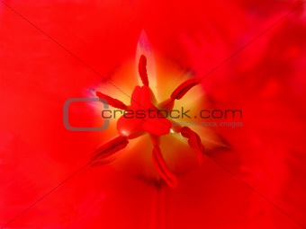 Vivid Close Up Of Red Tulip