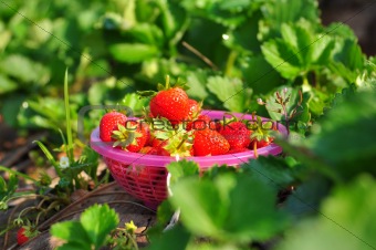Fresh strawberries in basket