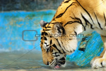 Siberian Tiger drinking 