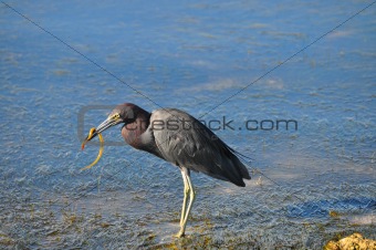 Blue Heron with Dinner