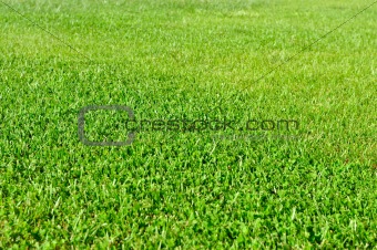 Fresh Grass Field