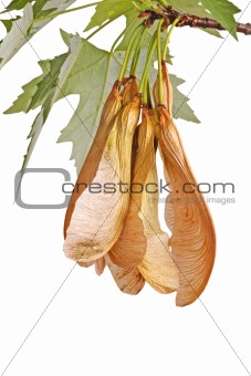Maple twig and hanging samaras