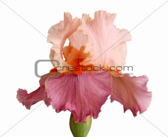 Mauve and pinkish iris flower isolation