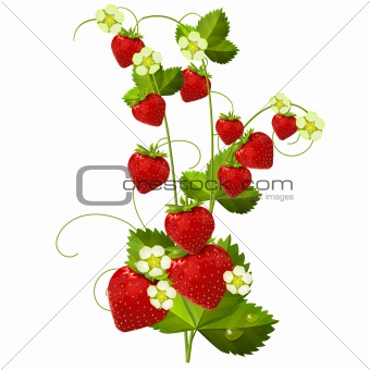 Ripe red strawberry isolated