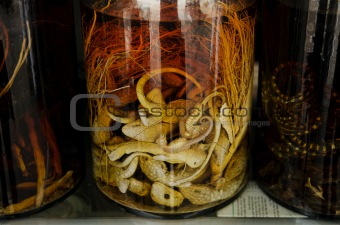 pickled animals traditional medicine in vietnam