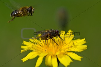 Hover fly try to land