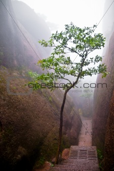 Tree in a mountain path