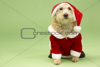 Small Dog In Santa Costume