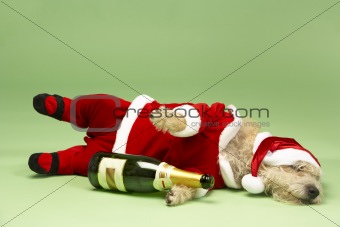 Samll Dog In Santa Costume Lying Down With Champagne Bottle