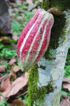 Pod of Arriba cacao on a tree in Ecuador