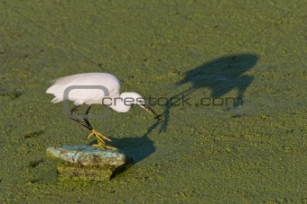 Little egret (Egretta garzetta)