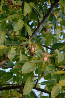 Ripe walnut on tree