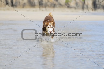 Husky dog splashing through the sea.