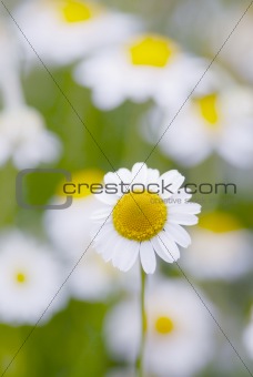 Camomile flowers.