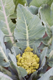 One organic Romanesco Broccoli.