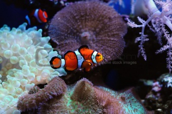 Clownfish and anemone