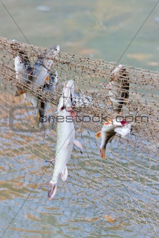 fish caught in fishnet